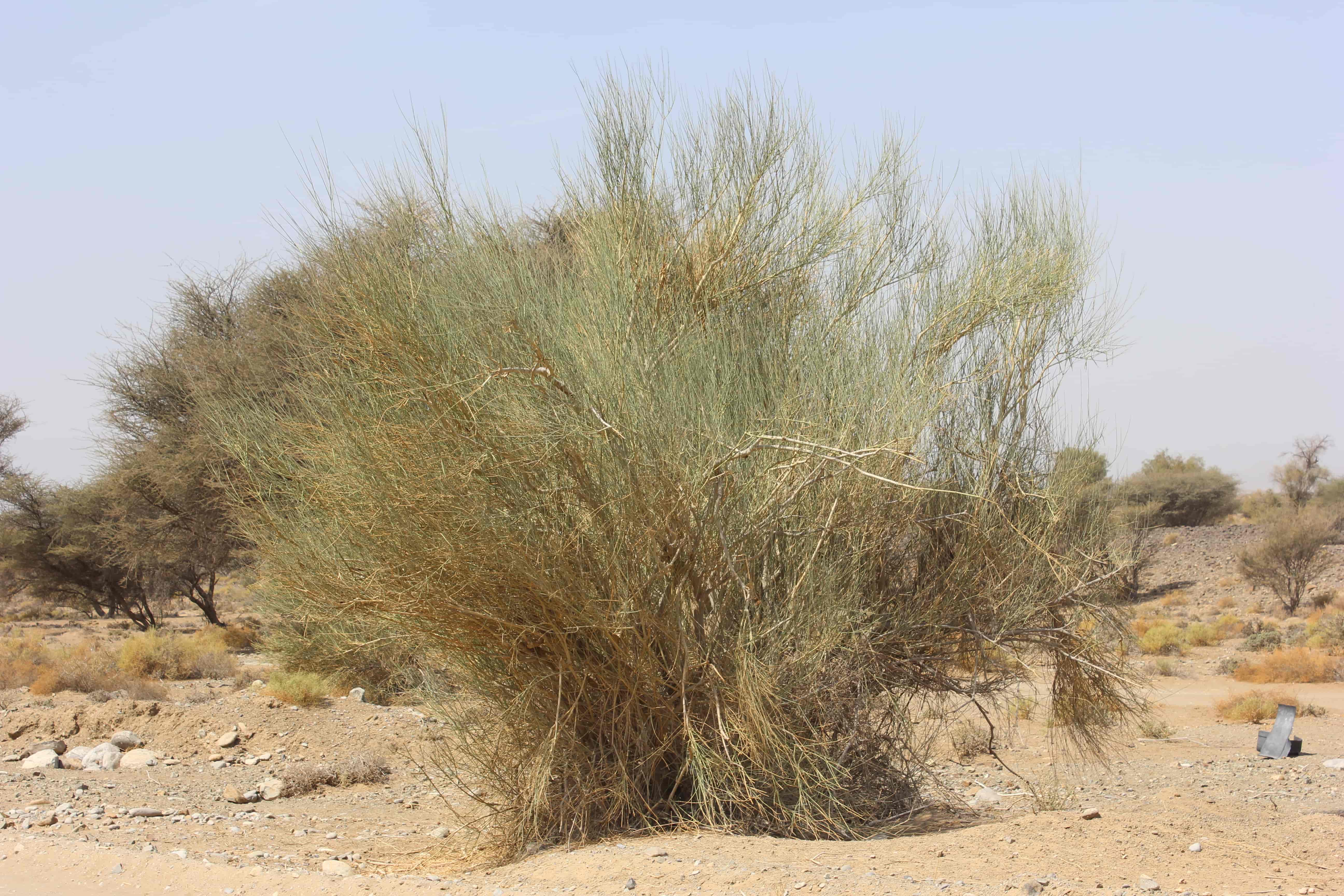 Plant Image